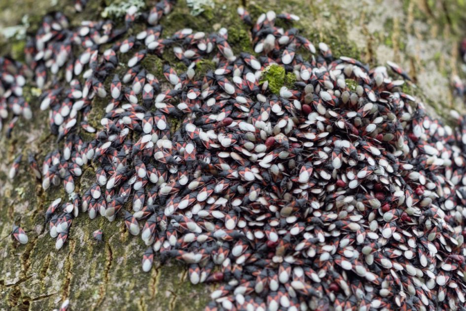 wantsen uit winterslaap?